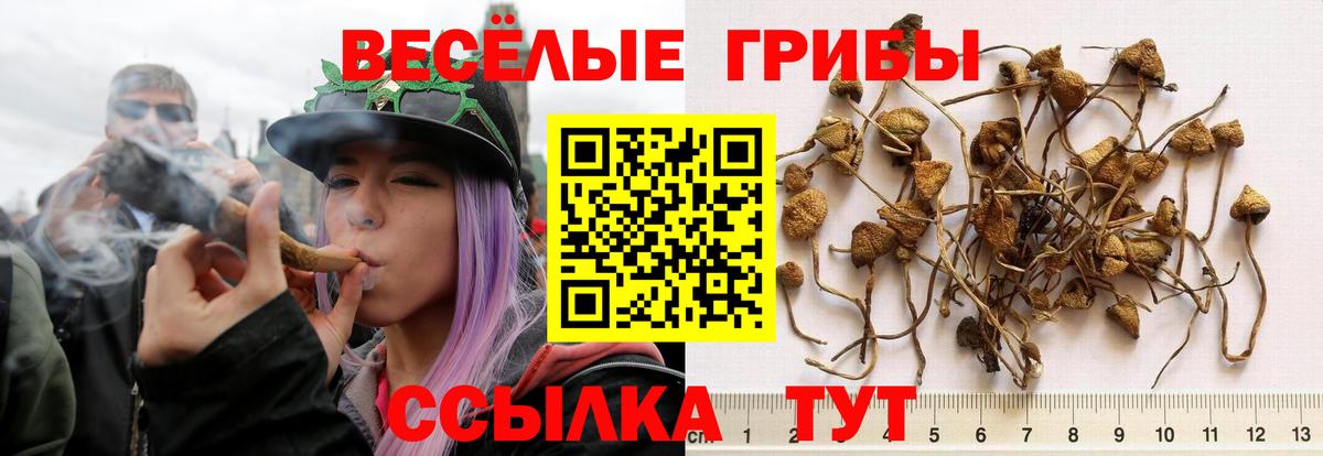 Псилоцибиновые грибы Psilocybine cubensis  Вход с VPN  Лыткарино 